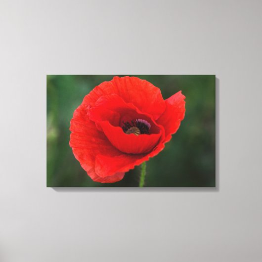 Canvasprint - Papaver Elegantie Canvas Afdruk (Voorkant)