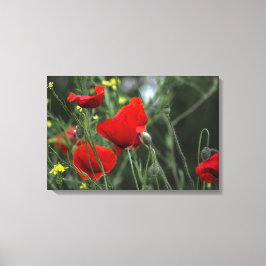 Canvasprint Papavers in de natuur Canvas Afdruk