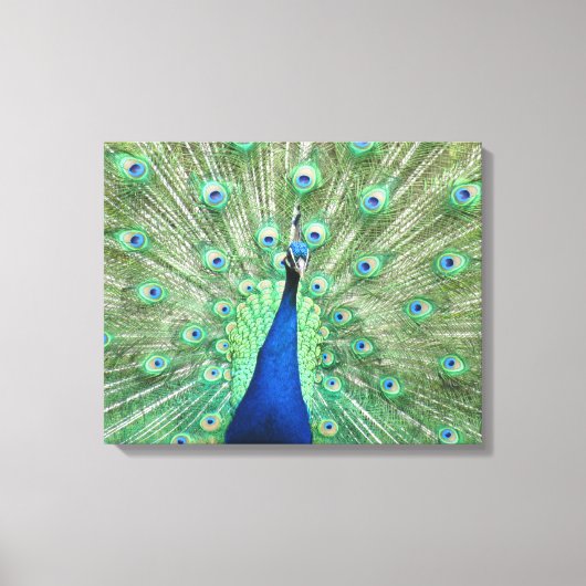 Canvasprint - Pauw met uitgespreide staart Canvas Afdruk (Voorkant)