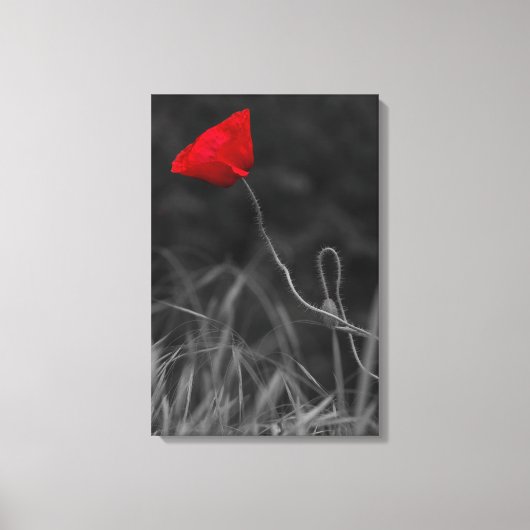 Canvasprint Rode Klaproos Bloem Canvas Afdruk (Voorkant)