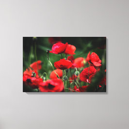 Canvasprint Rode Klaprozen In Natuurfotografie Canvas Afdruk