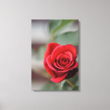 Canvasprint Rode Roos Elegantie Fotografie
