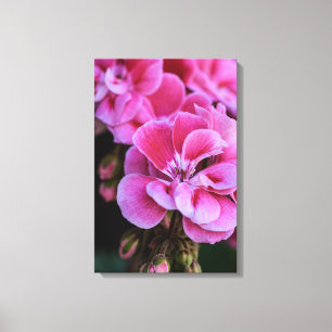Canvasprint Roze Geraniumbloesems Canvas Afdruk