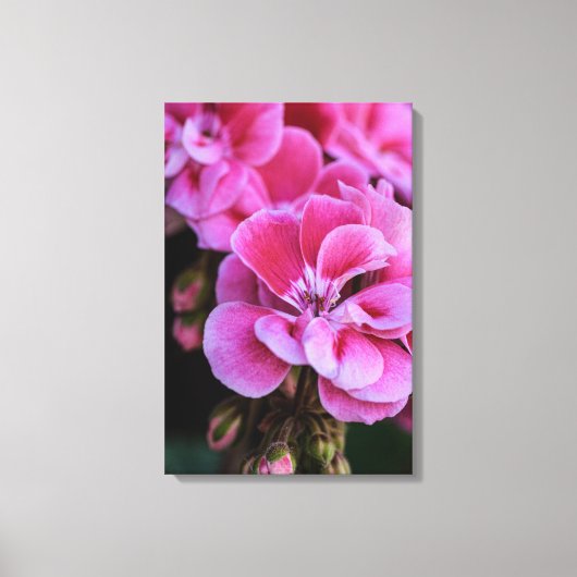 Canvasprint Roze Geraniumbloesems Canvas Afdruk (Voorkant)