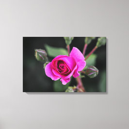 Canvasprint roze roos en knoppen fotografie canvas afdruk