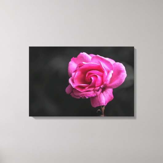 Canvasprint roze roos fotografie canvas afdruk (Voorkant)