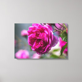 Canvasprint Roze Roos Fotografie Canvas Afdruk