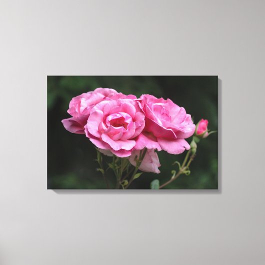 Canvasprint Roze Rozen Fotografie Canvas Afdruk (Voorkant)