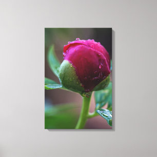 Canvasprint van pioenbloemknop na de regen canvas afdruk