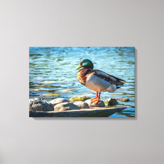 Canvasprint Wilde Eend | Meer Vogel Kunst Canvas Afdruk (Voorkant)