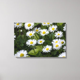 Canvasprint Wilde Madeliefjes Fotografie Canvas Afdruk