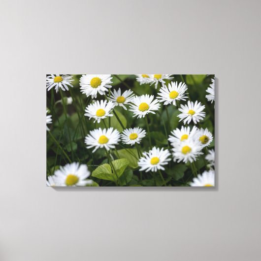 Canvasprint Wilde Madeliefjes Fotografie Canvas Afdruk (Voorkant)