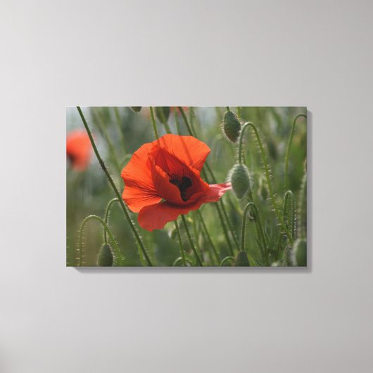 Canvasprint - Wilde Rode Klaproos Canvas Afdruk (Voorkant)