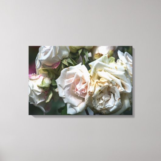 Canvasprint witte rozen in bloei fotografie canvas afdruk (Voorkant)