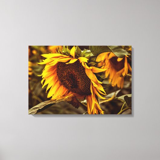 Canvasprint Zonnebloem Elegantie Canvas Afdruk (Voorkant)