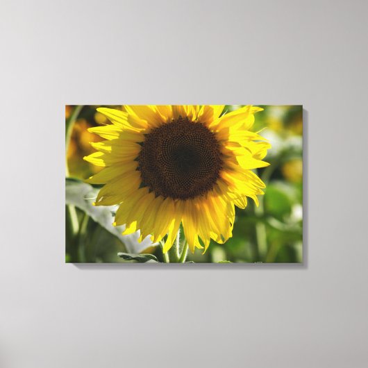 Canvasprint - Zonnebloem Geïsoleerd In Veld Canvas Afdruk (Voorkant)