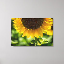 Canvasprint Zonnebloem in Bloei Fotografie Canvas Afdruk
