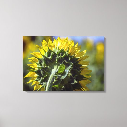 Canvasprint Zonnebloem Omgekeerd Perspectief Canvas Afdruk (Voorkant)