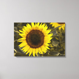 Canvasprint Zonnebloem Op Het Veld Foto Canvas Afdruk