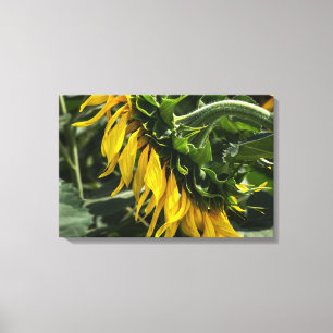 Canvasprint - Zonnebloem Profiel Canvas Afdruk