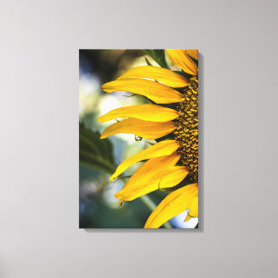 Canvasprint Zonnebloem Regen Met Druppels Fotograf Canvas Afdruk