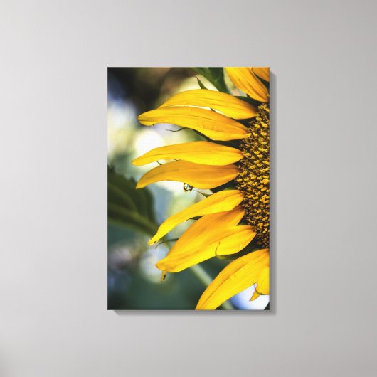 Canvasprint Zonnebloem Regen Met Druppels Fotograf Canvas Afdruk (Voorkant)