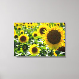 Canvasprint Zonnebloemen Veld Foto Canvas Afdruk