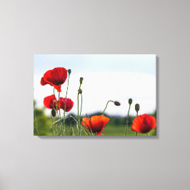 Canvasprint - Zonovergoten Wilde Klaprozen Canvas Afdruk