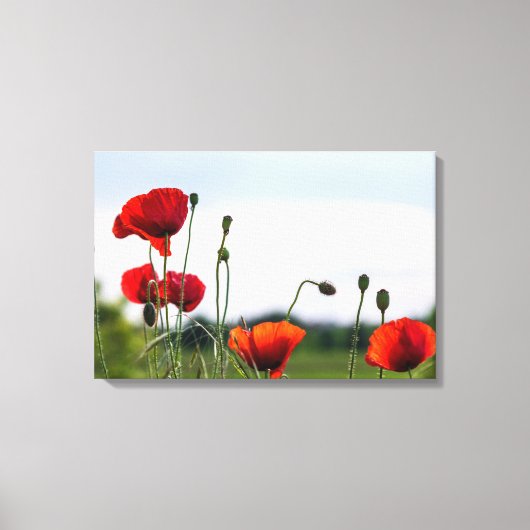 Canvasprint - Zonovergoten Wilde Klaprozen Canvas Afdruk (Voorkant)
