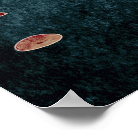 Canyon Birds Poster (Hoek)