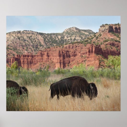 Canyon Buffalo Art Print -24x20 - andere formaten (Voorkant)