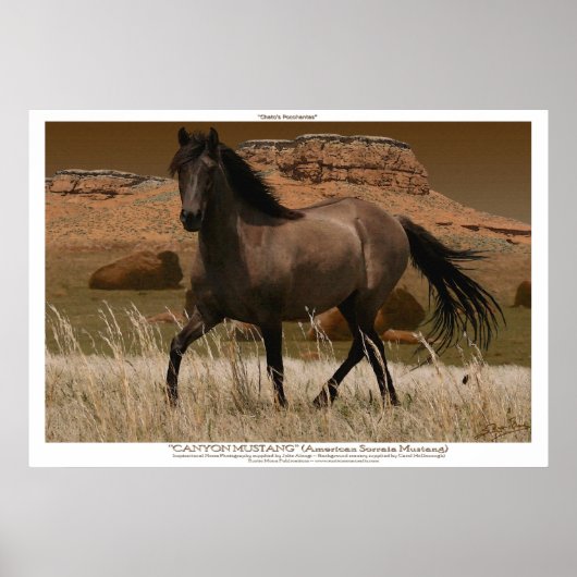 CANYON MUSTANG Horse Conservation Art Print (Voorkant)