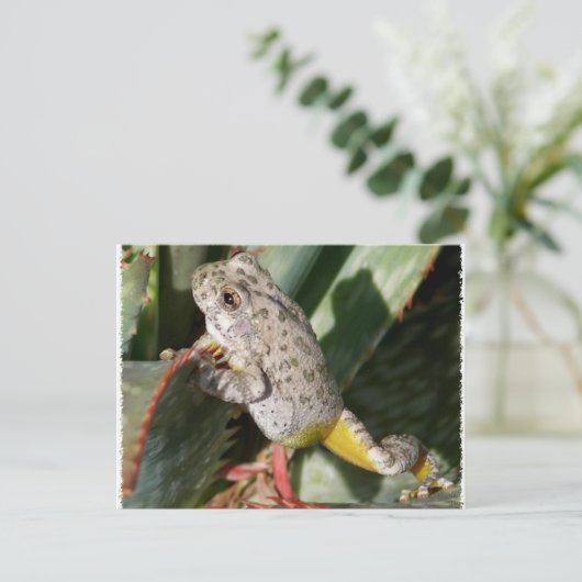 CANYON TREEFROG BRIEFKAART (Staand voorkant)