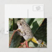 CANYON TREEFROG BRIEFKAART (Voorkant / Achterkant)