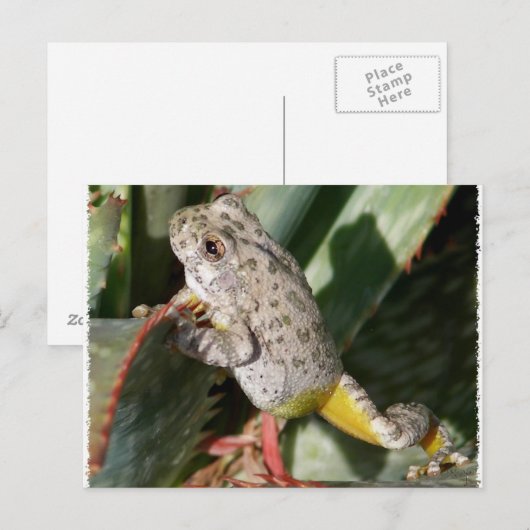 CANYON TREEFROG BRIEFKAART (Voorkant / Achterkant)
