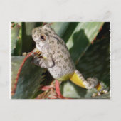 CANYON TREEFROG BRIEFKAART (Voorkant)