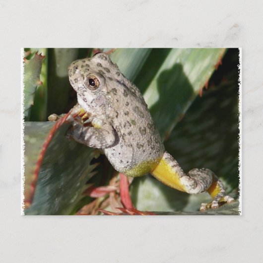 CANYON TREEFROG BRIEFKAART (Voorkant)