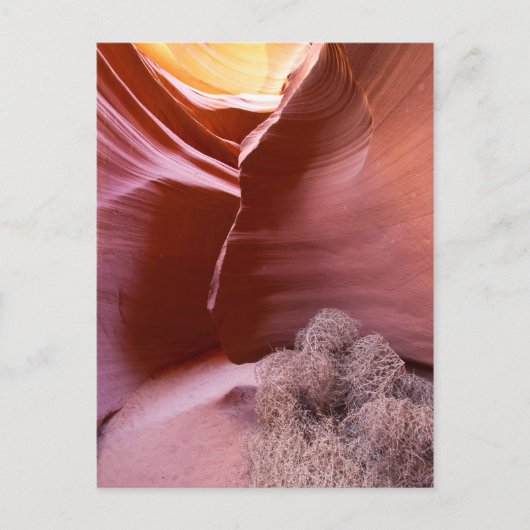 Canyon van vele kleuren briefkaart (Voorkant)