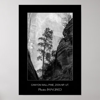 CANYON WALL PINE, ZION NP, UT. POSTER