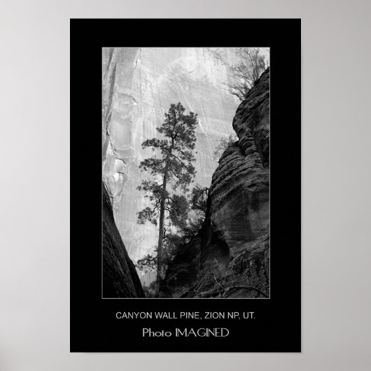 CANYON WALL PINE, ZION NP, UT. POSTER (Voorkant)