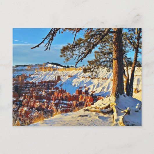 Canyon Winter Snow Pine Trees Utah Briefkaart (Voorkant)