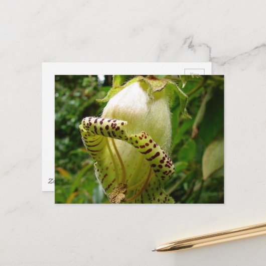 Capanea Grandiflora Briefkaart (Voorkant / Achterkant in situ)