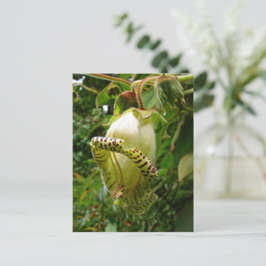 Capanea grandiflora briefkaart (Staand voorkant)