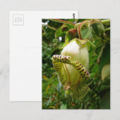 Capanea grandiflora briefkaart (Voorkant / Achterkant)