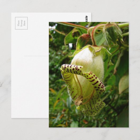 Capanea grandiflora briefkaart (Voorkant / Achterkant)