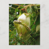 Capanea grandiflora briefkaart (Voorkant)