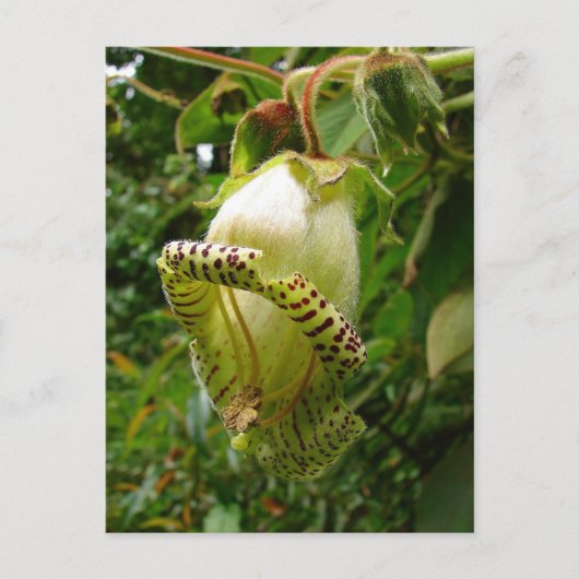 Capanea grandiflora briefkaart (Voorkant)