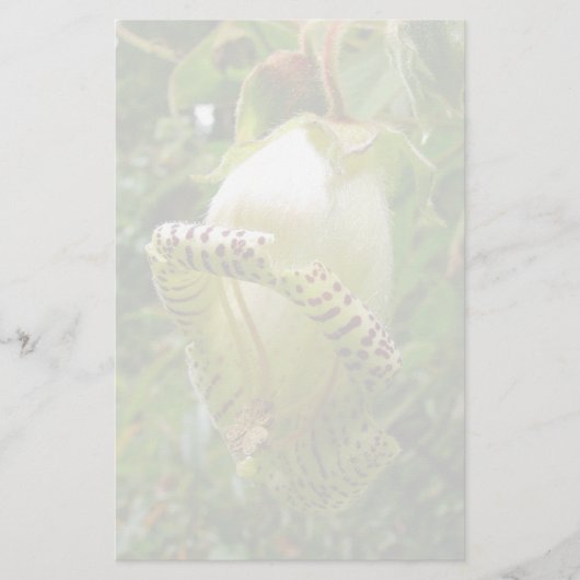 Capanea grandiflora briefpapier (Voorkant)