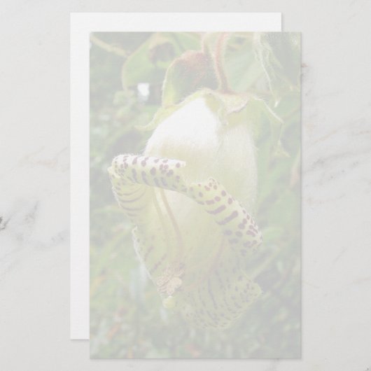 Capanea grandiflora briefpapier (Voorkant / Achterkant)