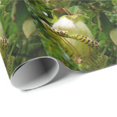 Capanea grandiflora cadeaupapier (Rol Hoek)